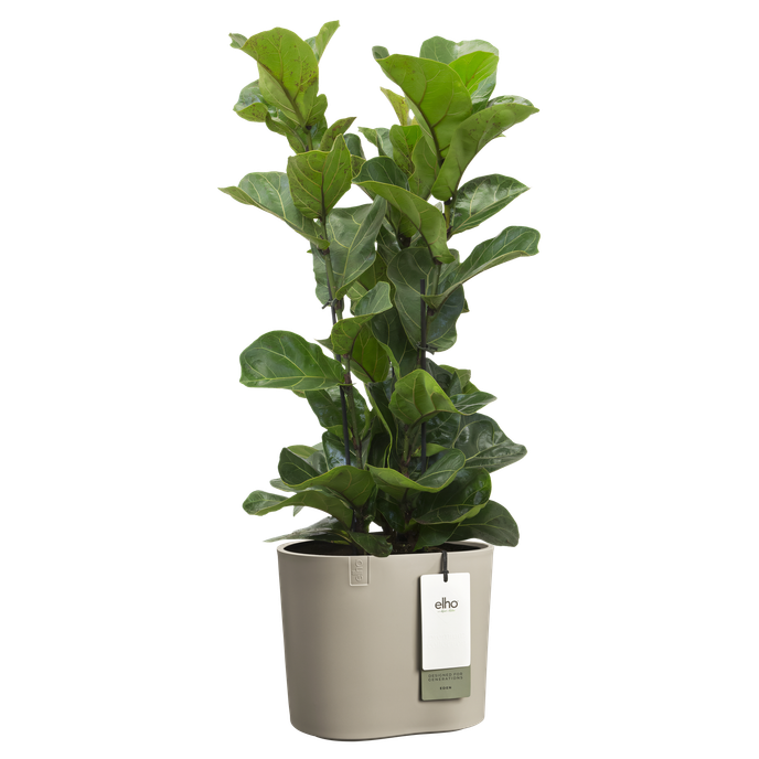 eden 25cm topo suave